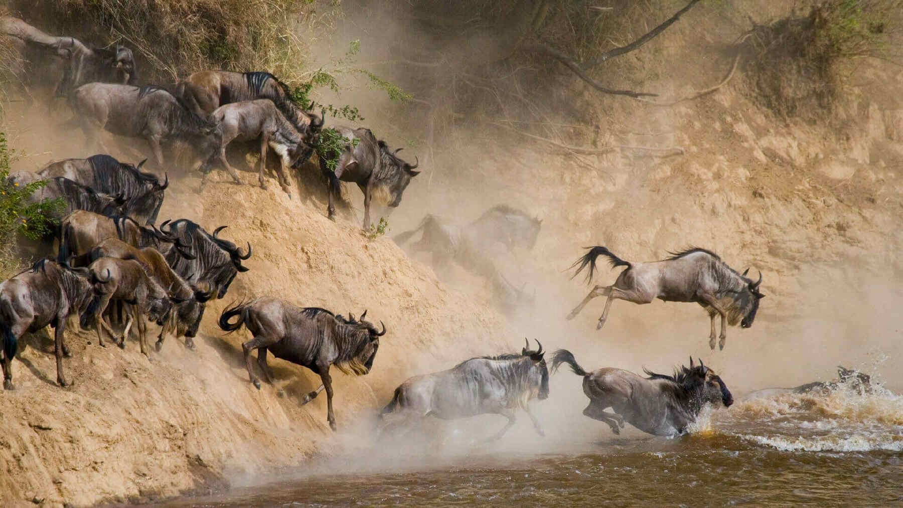 Serengeti great migration